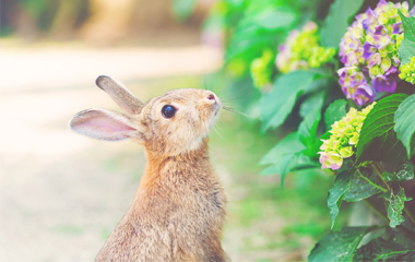 Protect Your Garden Against Rabbits